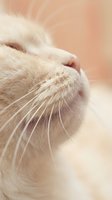 Close-up of ginger cat whiskers and nose in soft natural light with warm peachy background for pet care and feline health concepts.