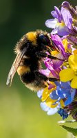 Fuzzy bumblebee with yellow and black stripes collecting pollen from vibrant purple and yellow wildflowers against soft green background for nature and pollination projects.