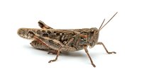 Grasshopper isolated on white background, side view of brown insect with detailed texture, antennae visible, suitable for educational materials, nature illustrations, and design projects.