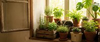 Indoor herb garden with potted plants on wooden windowsill in warm sunlight creating cozy kitchen atmosphere for cooking and home gardening enthusiasts.