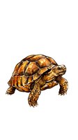 Detailed illustration of a tortoise with golden-brown shell and textured skin, isolated on white background. Suitable for educational materials, wildlife design, and clipart applications.
