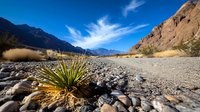 Desert landscape with yucca plant growing among rocks in arid valley surrounded by mountains under dramatic blue sky with wispy white clouds.