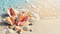 Tropical seashells and starfish scattered on sandy beach with crystal clear turquoise water waves creating peaceful coastal scene for summer vacation concepts.