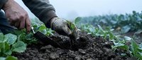 Farmer hands planting seedling in soil outdoors, agricultural work in vegetable garden field for farming, gardening, and cultivation projects.