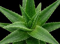 Fresh aloe vera plant with water droplets, isolated on transparent background. Ready for design use on t-shirts, clipart, stickers, print-on-demand products, and sublimation projects.