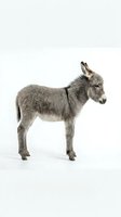 Gray donkey foal standing in profile on white background, isolated farm animal ready for design projects and educational materials.