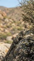 Speckled lizard resting on lichen-covered rock with dry shrub vegetation and blurred mountainous terrain in background, suitable for wildlife and nature stock photography.