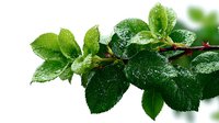 Fresh green rose leaves with water droplets on branch against white background, ideal for gardening and nature themes.