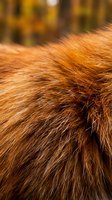 Close-up of luxurious red fox fur texture with golden autumn forest background showing natural wildlife coat pattern and warm seasonal colors.