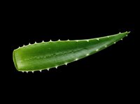 Fresh green aloe vera leaf isolated on transparent background, ready for t-shirt design, stickers, clipart, print on demand, and sublimation projects.
