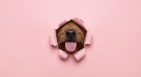 Playful dog peeking through torn pink paper hole with tongue out, creative pet portrait concept for advertising and social media campaigns.