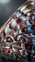 Macro close-up of butterfly wing scales displaying intricate patterns in blue, burgundy, and white with natural texture and iridescent details for nature and wildlife projects.