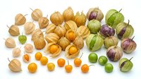 Colorful physalis fruits collection with husks in various ripeness stages from green to golden yellow and purple isolated on white background.