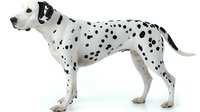 Dalmatian dog with white coat and black spots standing in profile on white background, isolated and ready for design use.