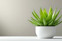 Green aloe vera succulent plant in white ceramic pot on clean surface against neutral beige wall background for home decor and wellness concepts.
