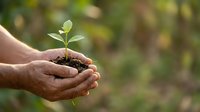Hands holding young seedling with soil, symbolizing growth, environmental care, and sustainable development for eco-friendly projects.