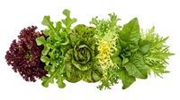 Fresh mixed salad greens and herbs isolated on white background including lettuce, arugula, spinach and parsley for healthy cooking and nutrition.