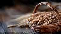 Golden wheat ears in woven basket against dark rustic background, shallow depth of field composition highlighting fresh harvested grain spikes.