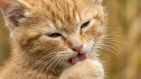 Close-up portrait of an orange tabby cat with relaxed expression and blurred green background. Suitable for pet care, veterinary, and animal wellness content.