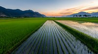 Vibrant green rice paddy field with water reflections at sunset, mountain silhouettes on horizon, dramatic orange sky and symmetrical rows creating peaceful rural landscape.