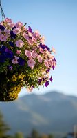 Hanging flower basket with colorful petunias blooming against mountain landscape background on sunny day for garden decoration and outdoor living spaces.