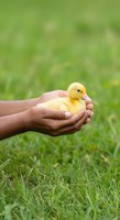 Hands holding yellow duckling on green grass background, representing care, nurture, and wildlife protection for educational and environmental campaigns.