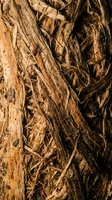 Natural weathered wood bark texture with deep grooves and fibrous strands creating organic patterns for rustic design projects and nature backgrounds.