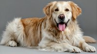 Happy golden retriever dog lying down with tongue out on isolated gray background for pet care and animal design projects.
