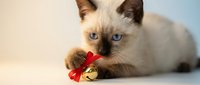 Siamese kitten with blue eyes playing with a golden jingle bell tied with a red ribbon bow on a light background, holiday pet concept.