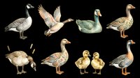 Eight detailed illustrated geese and ducklings in vintage style, isolated on transparent background. Great for clipart, stickers, t-shirt design, print on demand, and sublimation projects.