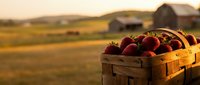 Fresh ripe strawberries in wooden basket at sunset farm field with rustic barn background for organic agriculture and healthy eating concepts.