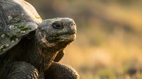 Closeup of an ancient tortoise with textured shell and weathered skin, displaying reptilian features and natural aging patterns in warm outdoor lighting.