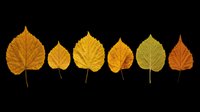 Autumn aspen leaves in gradient yellow, gold, and orange tones isolated on transparent background. Ready for clipart, t-shirt design, sublimation, print-on-demand products, stickers, and digital crafts.
