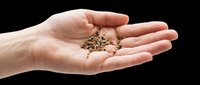 Caucasian hand holding a pile of small brown pellets or granules on an open palm, isolated on transparent background. Ready for design use on t-shirts, clipart, stickers, print-on-demand products, and sublimation projects.