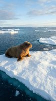 Walrus resting on ice floe in Arctic waters with floating sea ice under cloudy sky. Marine mammal wildlife in polar environment for nature conservation content.