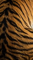 Close-up macro detail of tiger fur showing natural orange and black striped pattern with realistic texture for wildlife and nature design projects.