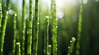 Fresh bamboo stalks with morning dew drops in sunlight creating natural bokeh effect against blurred green forest background. Zen garden atmosphere.