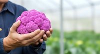 Farmer holding fresh purple cauliflower in greenhouse with blurred crops background, showcasing organic vegetable harvest and sustainable agriculture practices.