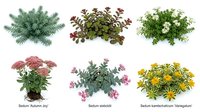 Collection of colorful sedum succulent plants with diverse foliage textures and colors isolated on white background for garden design projects.