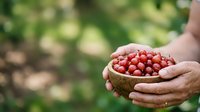 Farmer holding fresh red currants in wooden bowl with blurred garden background, harvesting organic berries for food production and agriculture.