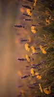 Purple lavender flowers with golden sunset light creating warm bokeh background for aromatherapy and wellness designs.