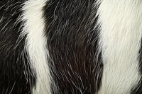 Black and white cow hide texture showing natural fur pattern with long hair strands creating organic striped effect, close-up macro photography for background use.