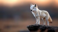 White arctic fox standing on rocky outcrop during golden hour sunset with warm blurred background for wildlife photography and nature content.