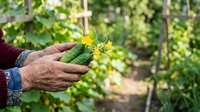 Farmer's weathered hands holding fresh green cucumber in vegetable garden with blurred plants background, harvest time.