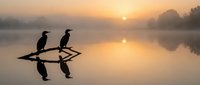 Two cormorants perched on wooden branch in misty dawn lake, golden sunrise reflection on calm water, serene wildlife scene for nature and environmental design projects.