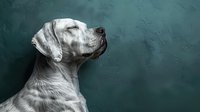 White Great Dane dog profile portrait against dark green textured wall background, noble expression and distinctive facial features captured in dramatic lighting.