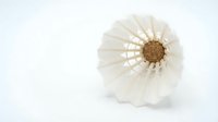 Isolated garlic bulb with papery white skin and visible cloves on clean white background, suitable for food, cooking, and culinary design projects.