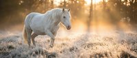 White horse standing in frost-covered meadow at sunrise with golden light filtering through trees, suitable for equestrian, nature and wellness design projects.