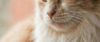 Close-up portrait of fluffy orange tabby cat with long whiskers and soft fur, perfect for pet care advertising and animal lover content.