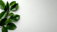 Fresh green leaves branch on light gray background with copy space for text. Natural minimal composition for eco-friendly design and organic products.